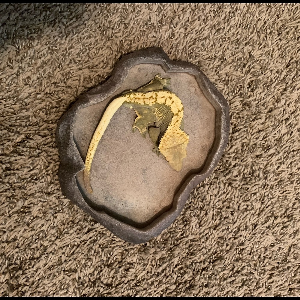 Reptile feeding dish